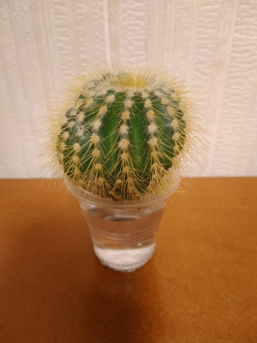 Укоренение в воде