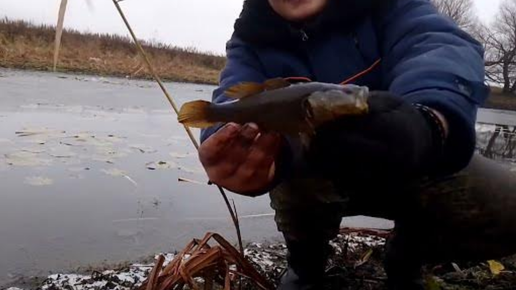 В ЗАМЁРЗШИХ КУВШИНКАХ ВОДЯТСЯ ОГРОМНЫЕ РОТАНЫ!!! Ловля ротана на поплавок по _первому льду_ 2023!