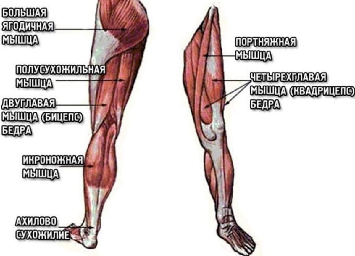 Болит внутреннее бедро. Мышца от паха до колена с внутренней. Боль в бедре с внутренней стороны ближе к паху. Ножные мышцы человека названия и фото.