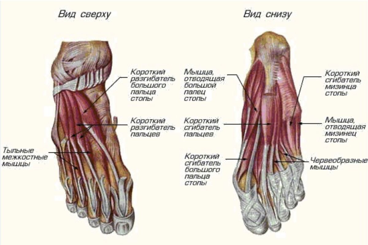 Foot muscle. Мышцы стопы анатомия подошвенная. Мышцы стопы снизу анатомия. Анатомия стопы человека мышцы и связки. Мышцы нижней конечности область стопы правой.