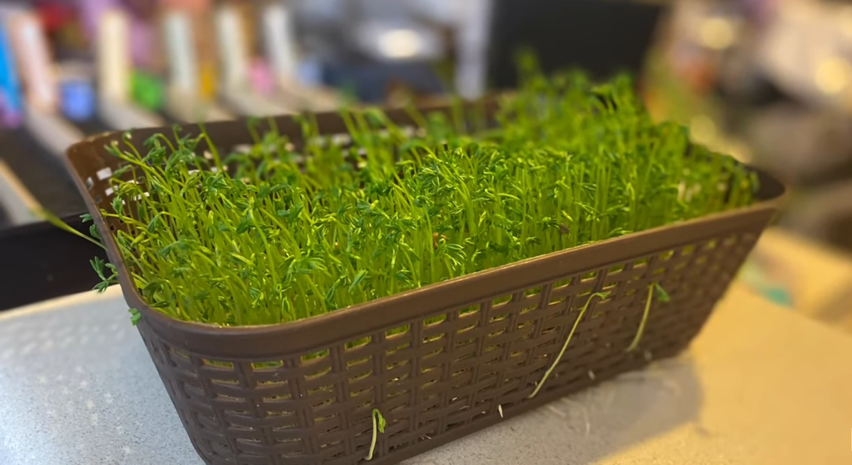 Микрозелень выглядит очень красиво