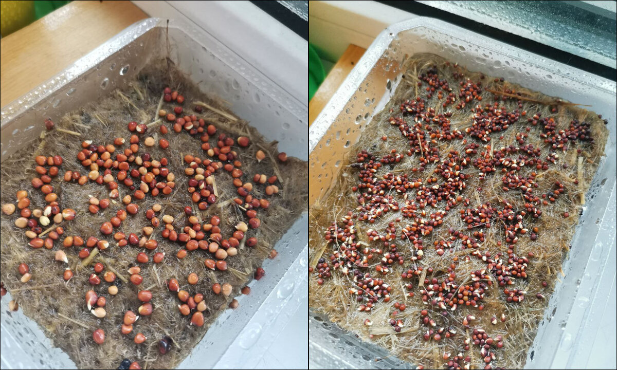 Семена проклюнулись