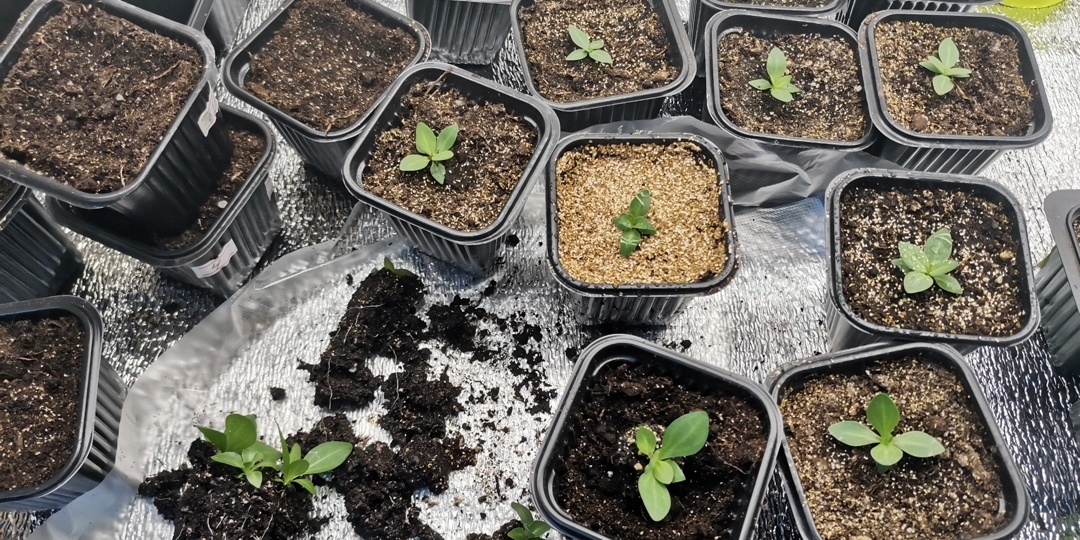 Как посеять эустому. Сезон 2024