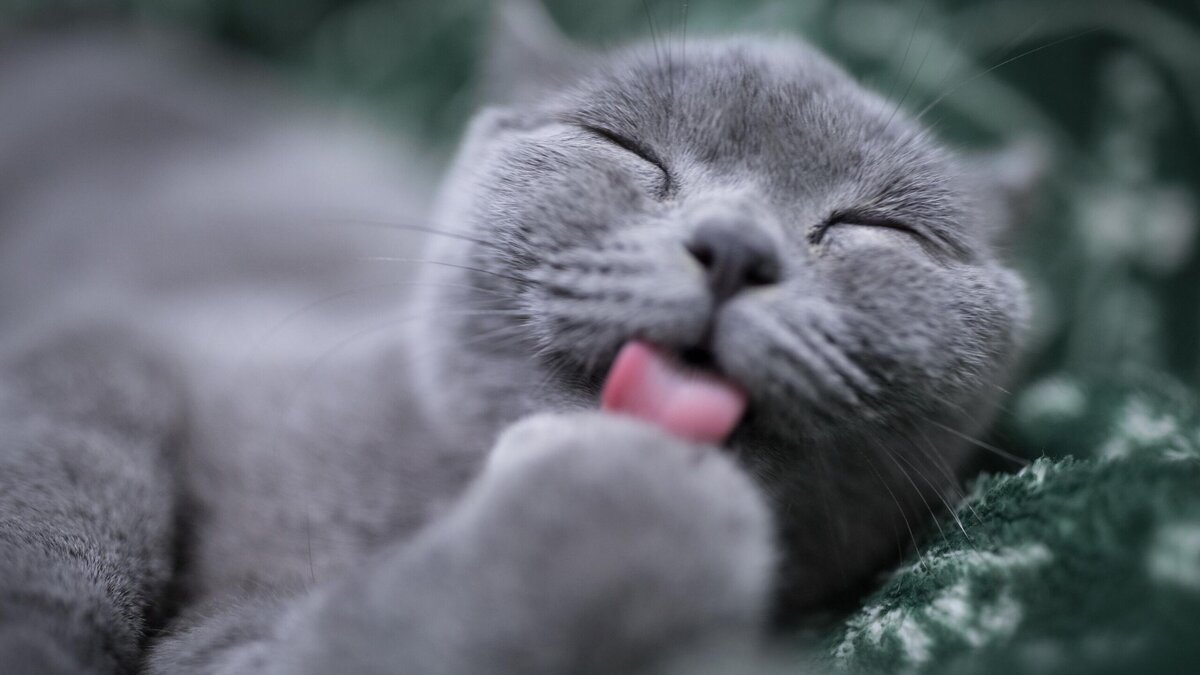    Как можно порадовать кота: три универсальных варианта© Unsplash | Eric Han