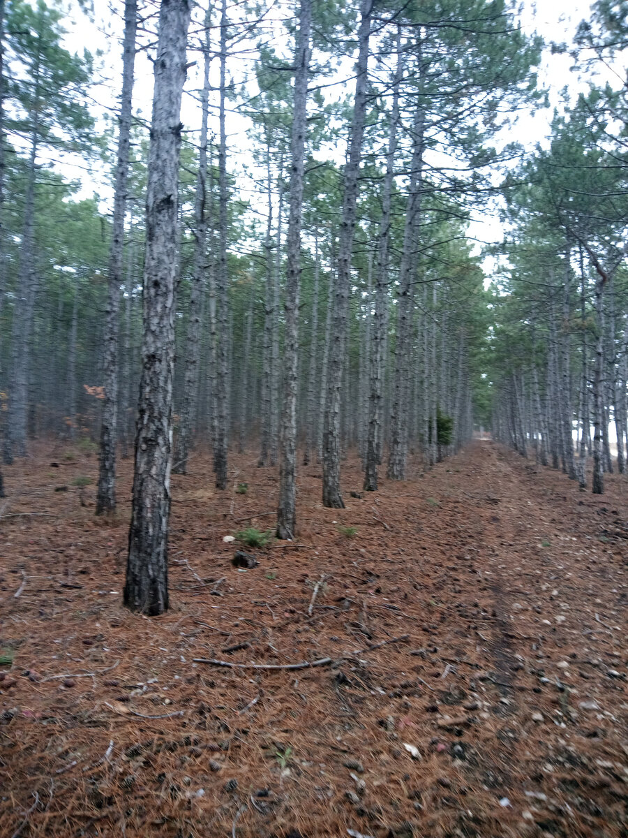 Лес насадной, т.е посажен людьми, но от этого не менее замечательный