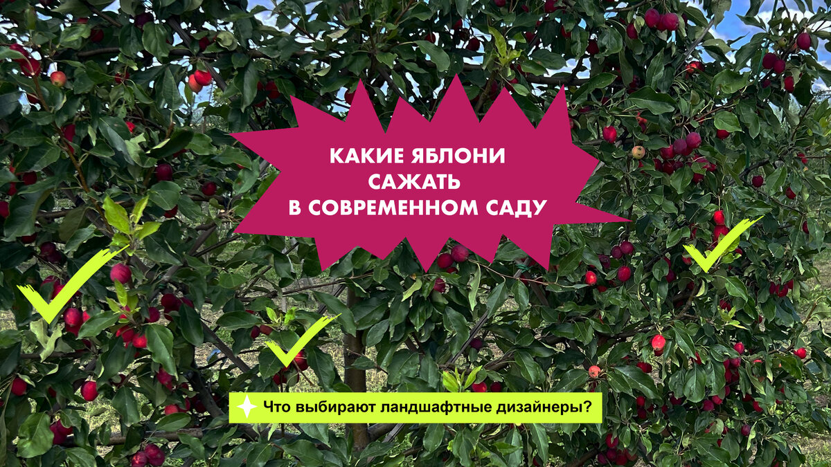 Какие яблони сажать в саду? Почему ландшафтные дизайнеры падают в обморок  от запроса “мне 10 яблонь на участке, пожалуйста”? | Садовник Агаты Кристи  | Дзен