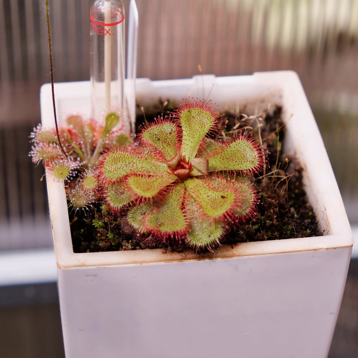 Росянки (Drosera slackii и Drosera sp)