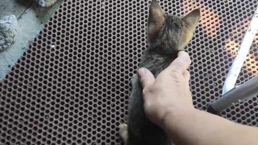 ПРИРУЧАЮ ДИКОГО КОТЕНКА _ПРОДОЛЖЕНИЕ ЧЕТВЕРТЫЙ ДЕНЬ | ДЕРЕВЕНСКИЙ ...