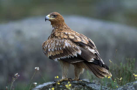 Могильник. Фото из открытых источников