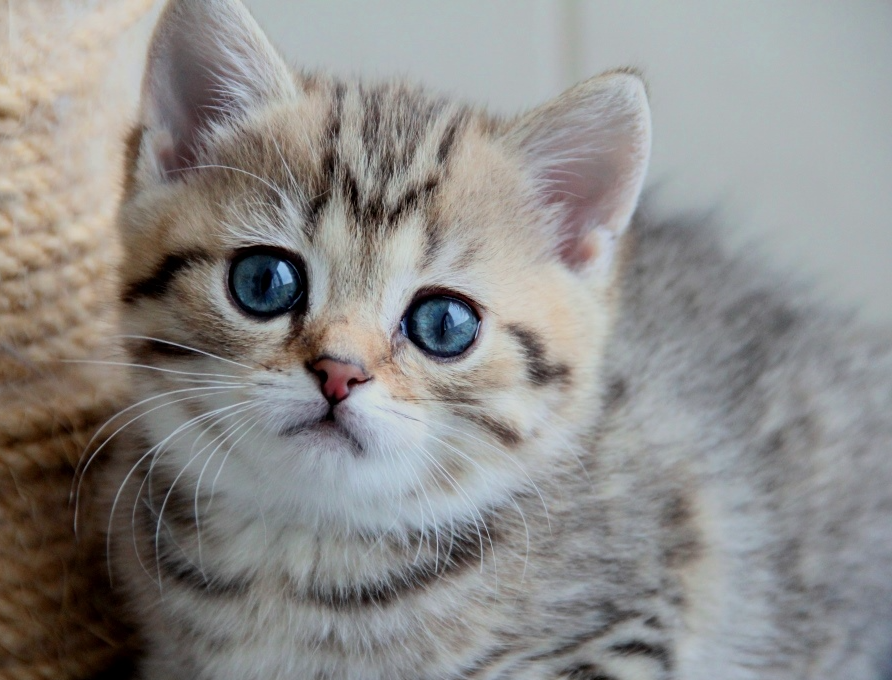 Thiphaine Ermine Trace - золотая пятнистая кошечка, рожденная от двух серебристых родителей