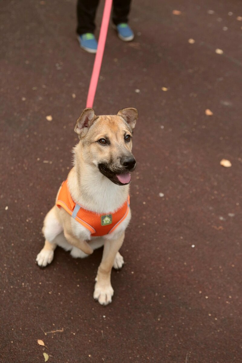 цкс увд по сзао. мини приют гелиос. цкс увд юзао. приют для мини скишив. мини приют гелиос.