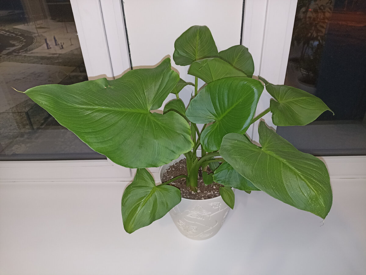 Пострадавшая Калла на реабилитации