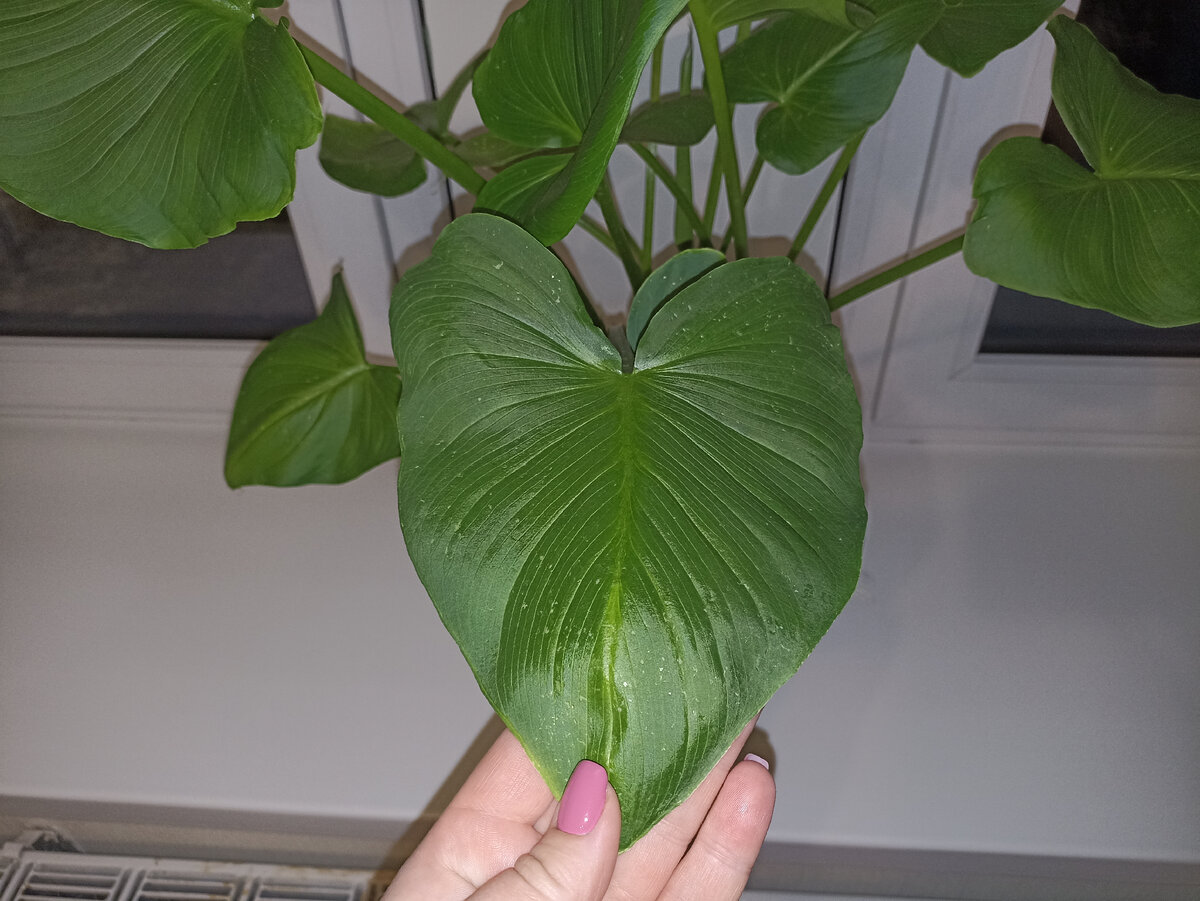 Пораженные трипсами листья Каллы.