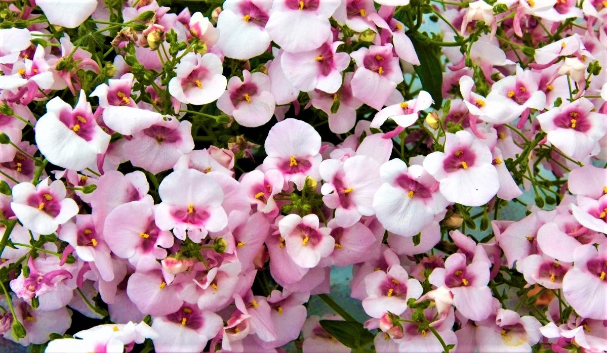 Диасция Diascia Darla Rose