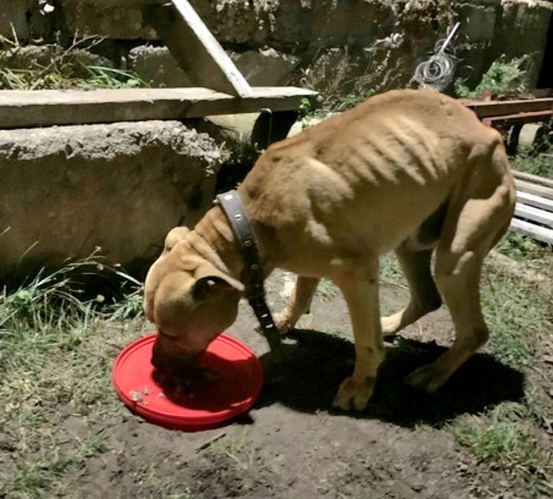 Ночной гость