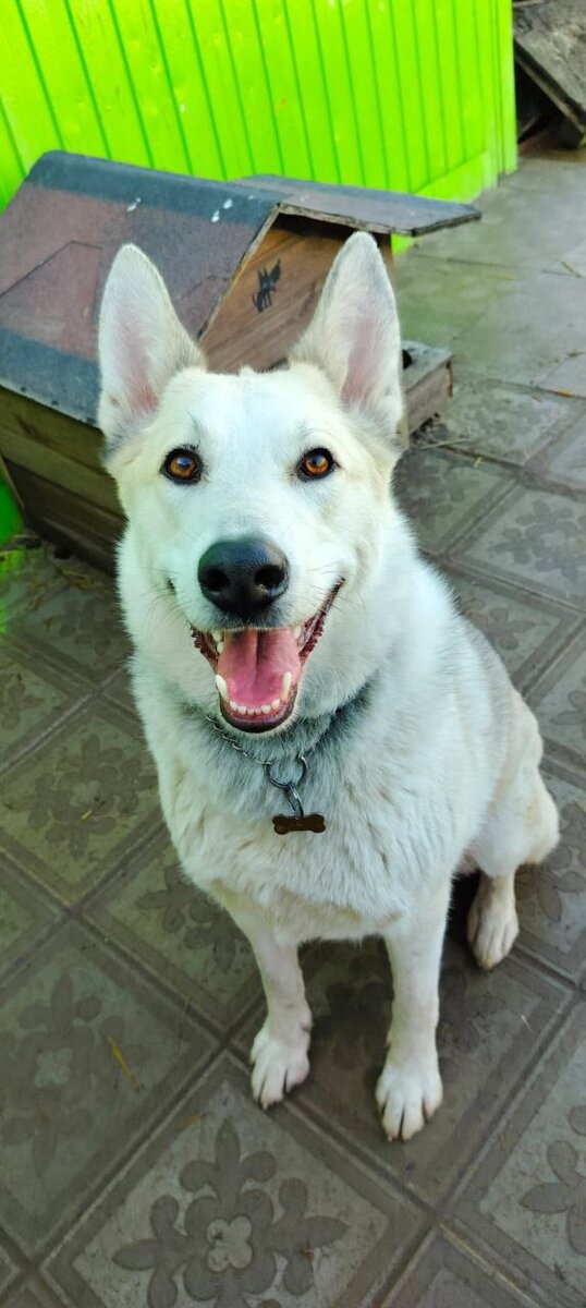 Тамерлан- собака улыбака!