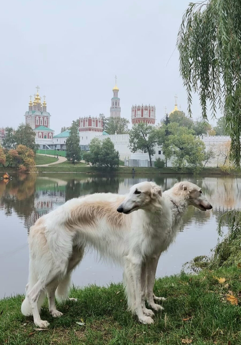Васарт Гумилев и Бравый