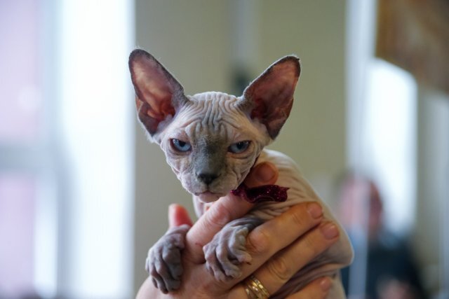    Что грозит за кражу домашнего питомца — кошки или собаки?