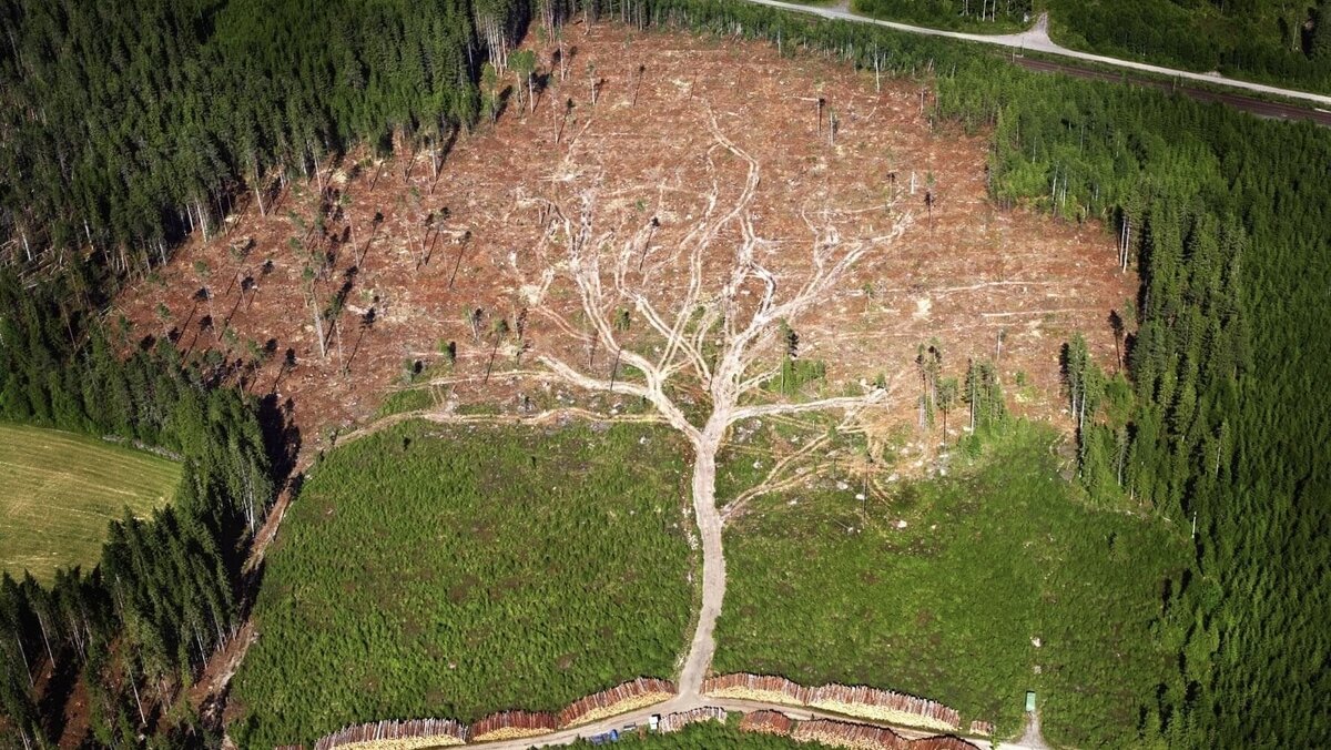 Что произойдет, если исчезнут все леса.