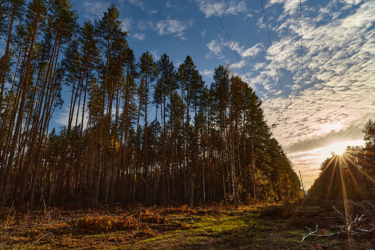 Около Никольска, дорога на Евлейку (14.10.2023 г., Canon EOS 1Ds Mark III, Carl Zeiss Distagon 2.8/21 ZE T*)