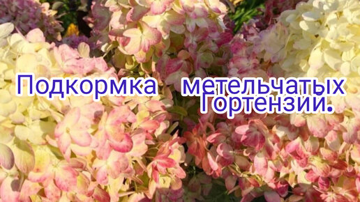 Подкормка гортензий