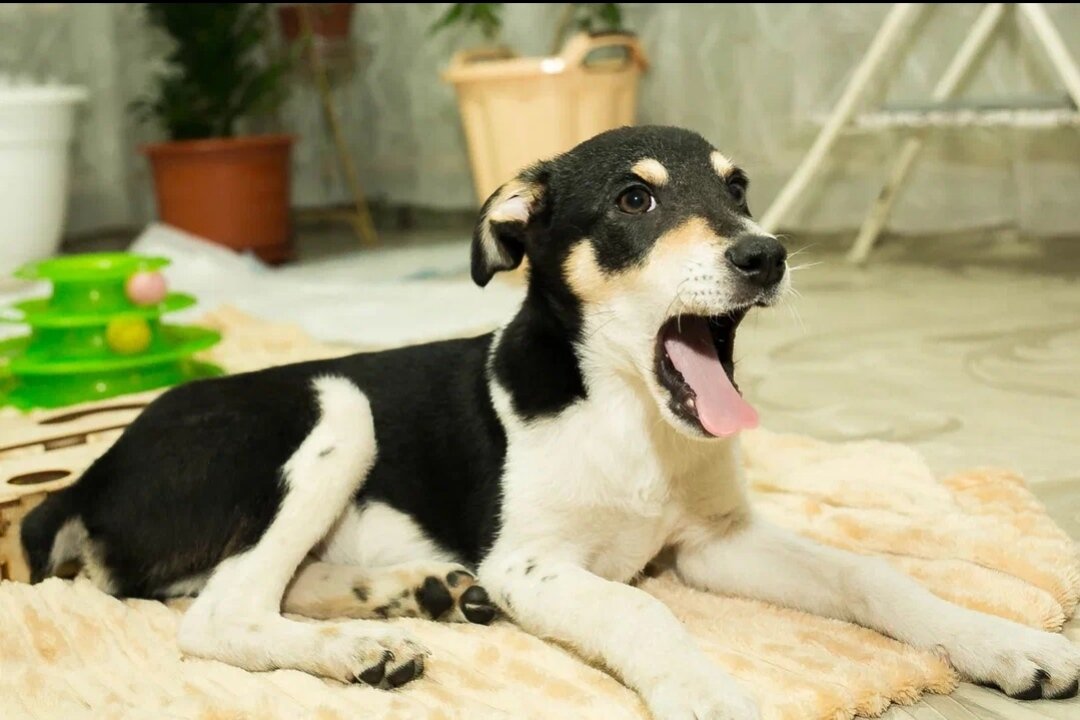 Малыш Бинго.. 