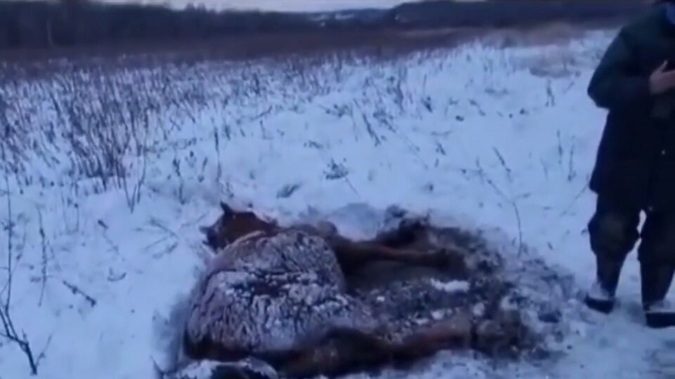 Кобыла на снегу