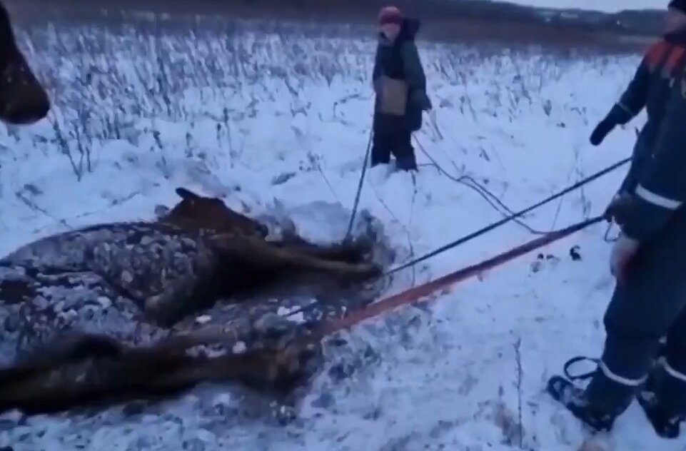 Жеребенок слева от мамы