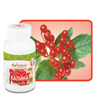 Порошок ягод калины эффективно нормализует артериальное давление 