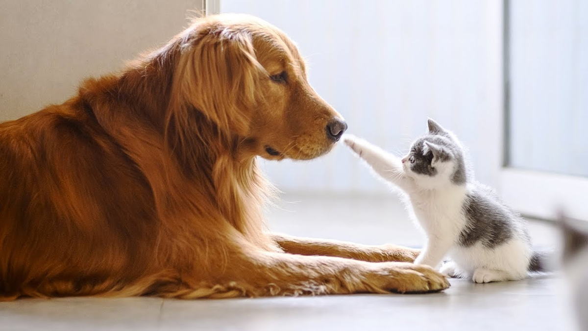 Кот собака как называется. Красивые собаки и кошки. Кошечка. Котособака порода. Сибирский самоед.