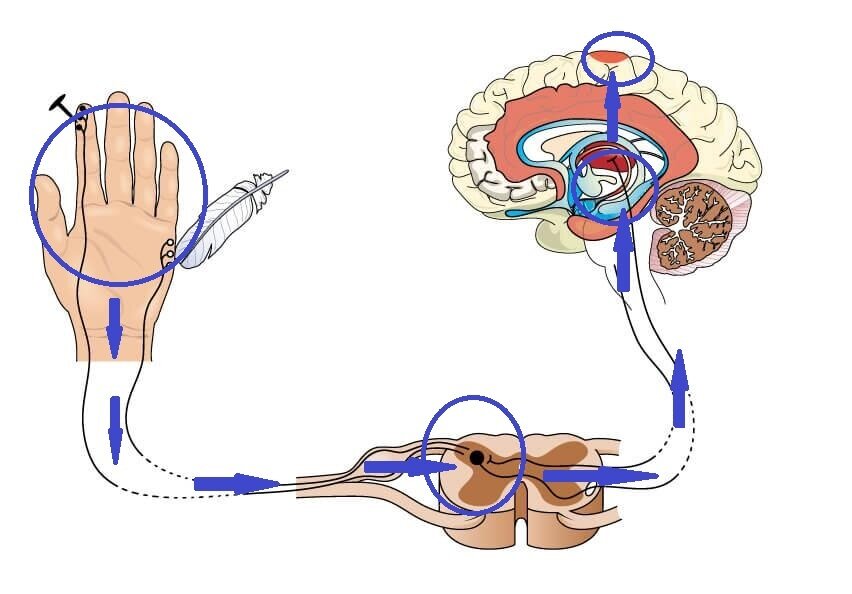 рецепторы болевой чувствительности