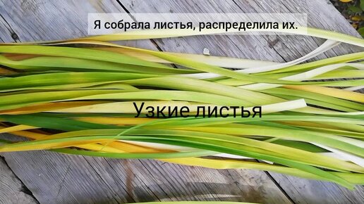 Плетёный шнур ( braided cord) из листьев лилейника для декора предметов интерьера