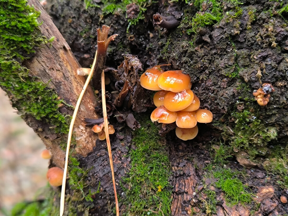 Гриб 17 1. Ложноопёнок серно-жёлтый гриб. Опенок серно желтый. Hypholoma fasciculare. Зимний опенок фламмулина.