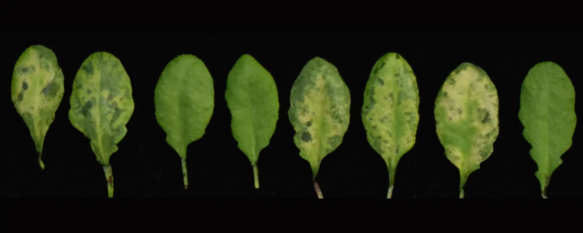 Иллюстрация: nature.com