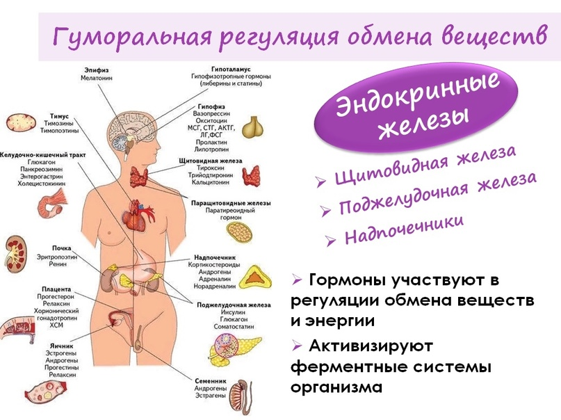 Влияние обмена веществ на вес и композицию тела