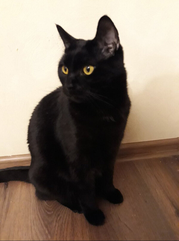 Кот Яша