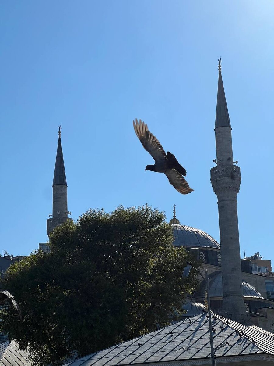 Голубь мира...