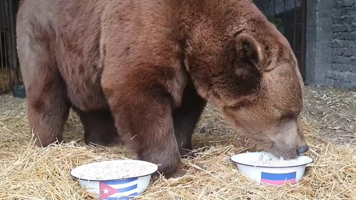     Считанные часы остаются до матча сборных России и Кубы на «Волгоград Арене». А накануне медведь из приюта «Дино» дал свой прогноз на игру.