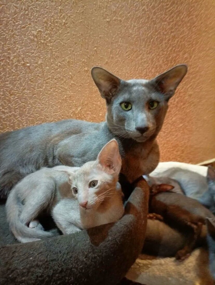 Такой красавец кот стал не нужен