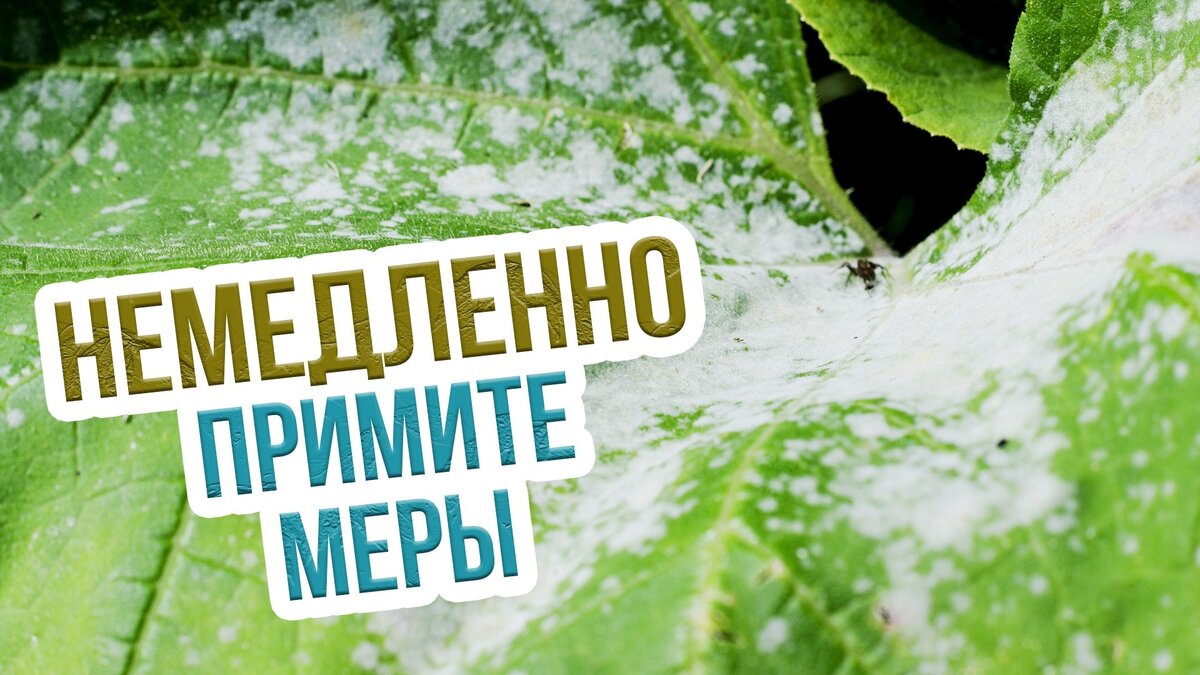 Фото открытых источников