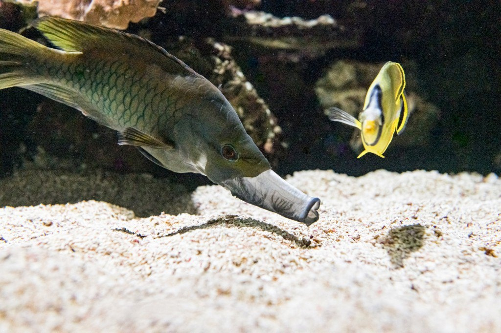 Когда решил пропылесосить в самых укромных уголках квартиры. 