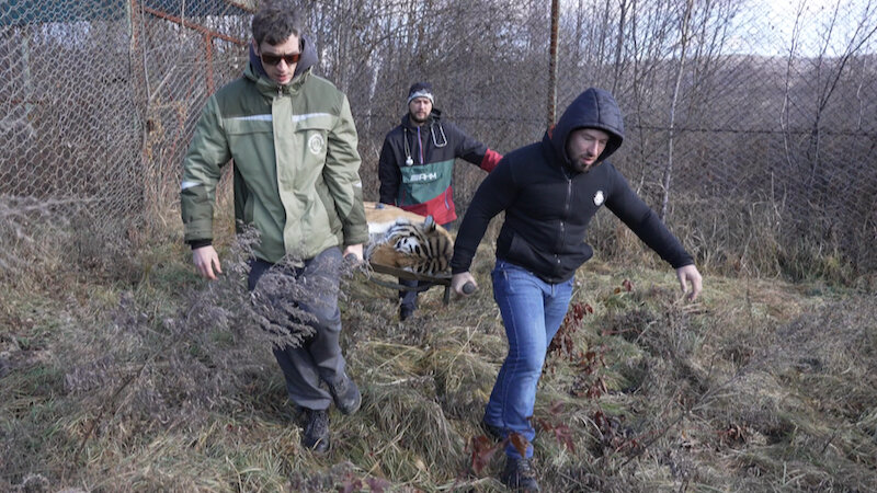    Фото: Центр «Амурский тигр»