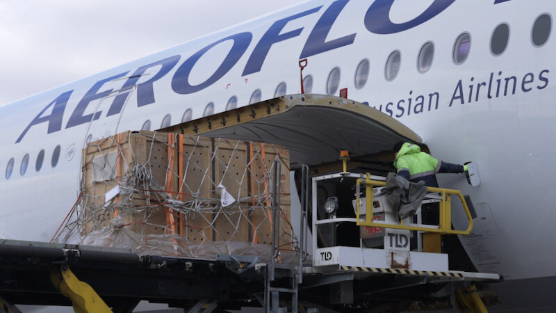    Фото: Центр «Амурский тигр»