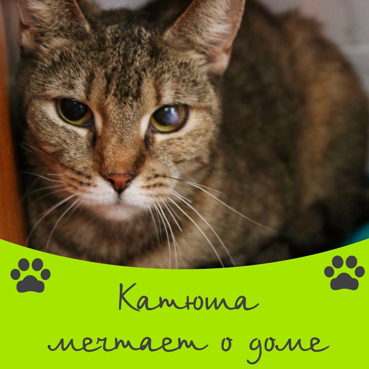 Кошка Катюша мечтает о доме 🐾 | Приют для кошек 