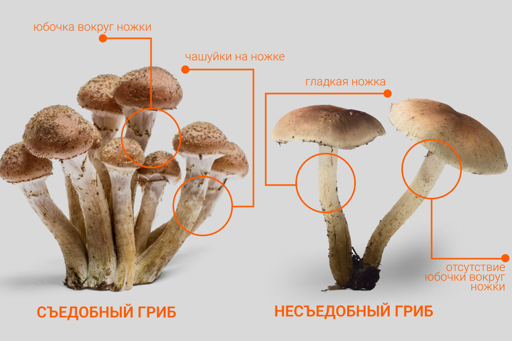 Ложные опята фото и описание как отличить