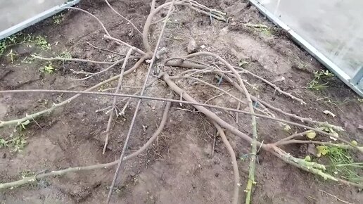 Укрытие инжира на зиму в Беларуси при выращивании в теплице, мой проверенный способ