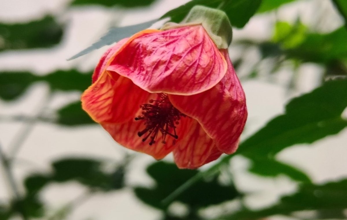    В Сочи расцвел домашний клен родом из Южной Америки со съедобными цветками