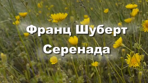 Франц Шуберт. Серенада. Музыка для души