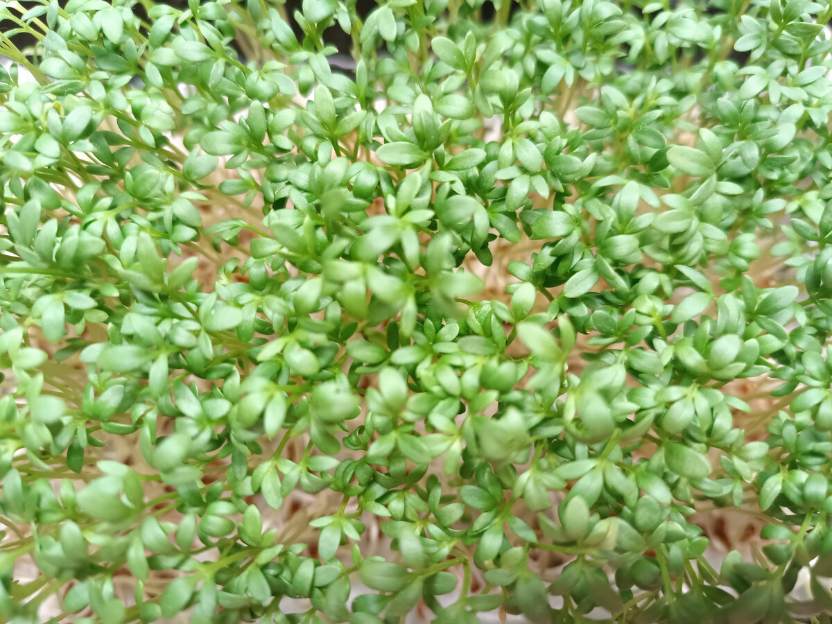 Кресс-салат 