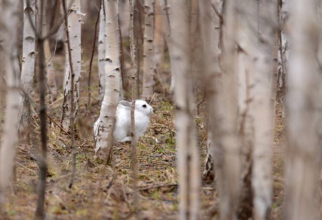 Охота на зайца в узерку. Фото huntland.ru